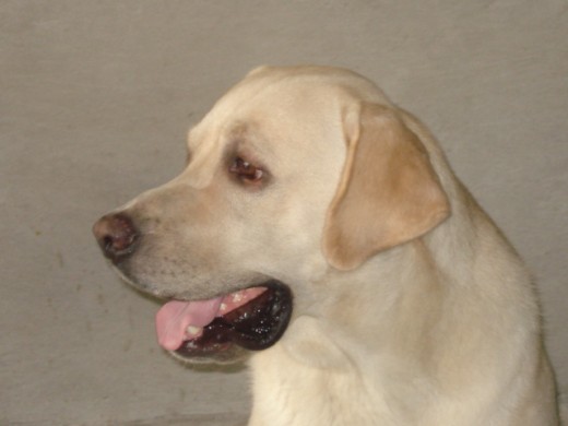 Max es un labrador un poco fuera de lo normal... es muy jugueton, no le gusta dormir solo... mama le canta todas las noches antes de dormir... ama las pelotas, adora jugar con el agua,es muy dominante, nadie se puede acercar a sus duenos: tanto personas como animales... excepto hembras :)